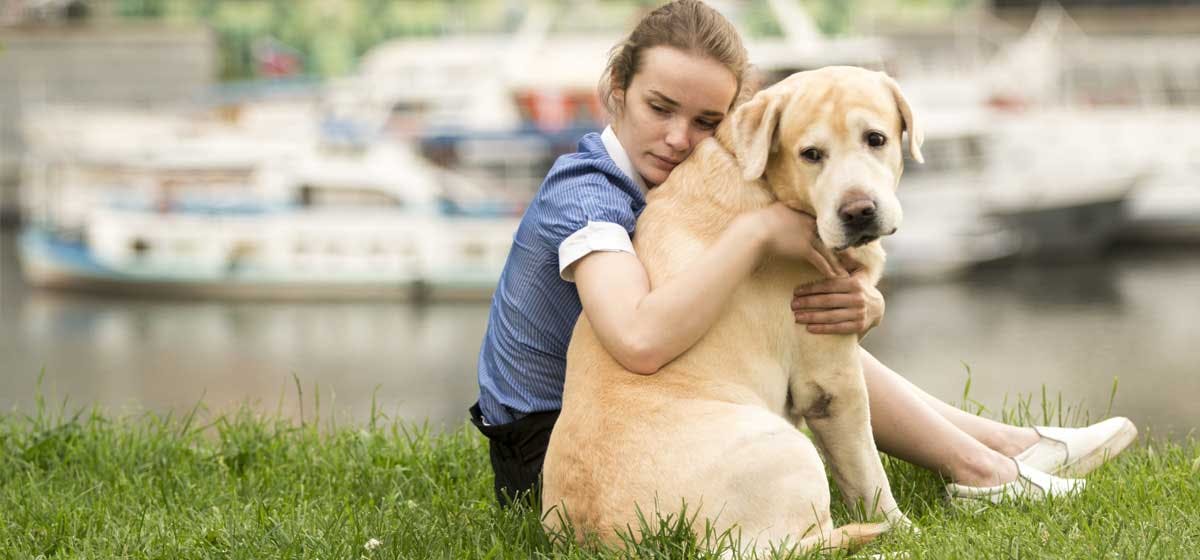 can dogs sense human emotions