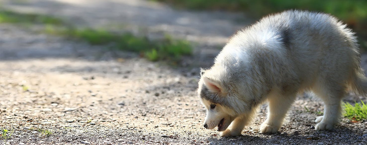 what does a skunked dog smell like