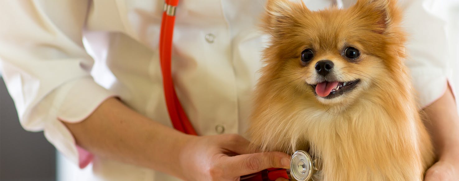 Can Dogs Live with Congestive Heart Failure?