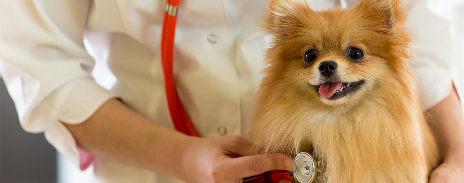 How long can a dog live on heart medicine