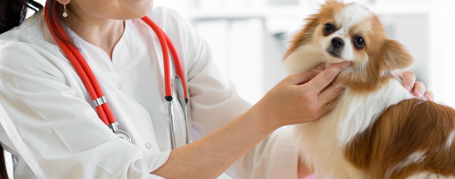 Can Dogs Live with Renal Failure?