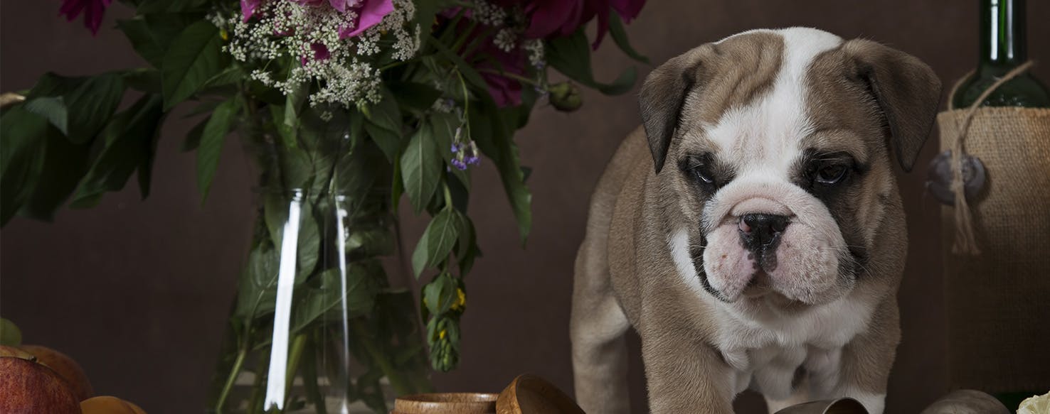 Can Dogs Sense a Spirit? Wag!