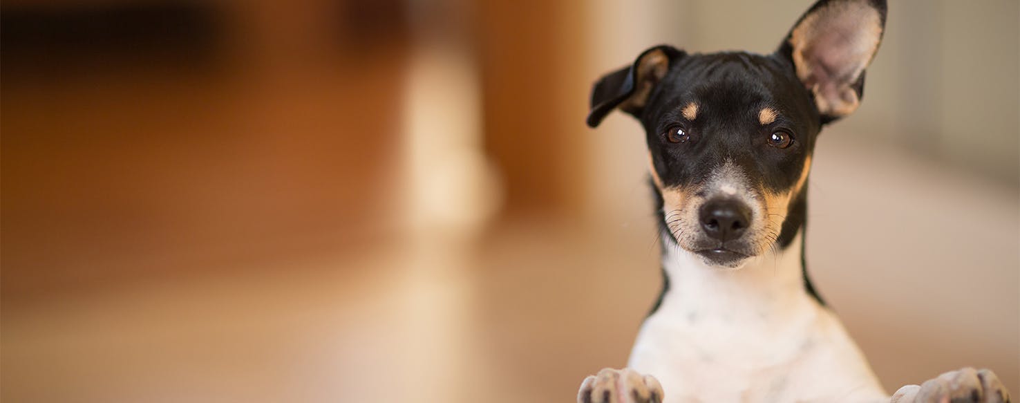 what disease can dogs get from rats