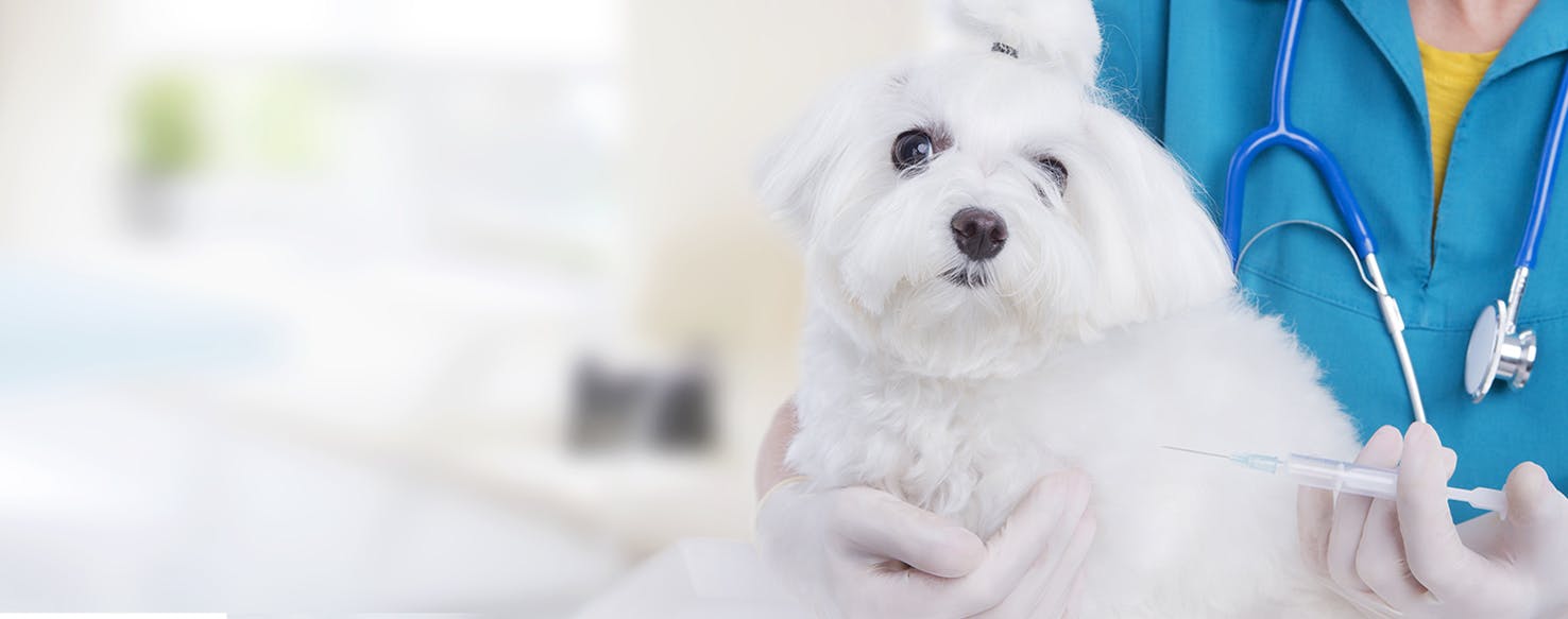 Can Dogs Live with Kidney Failure?