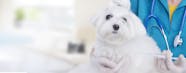 How Long Can A Dog Live With Kidney Failure Without Treatment