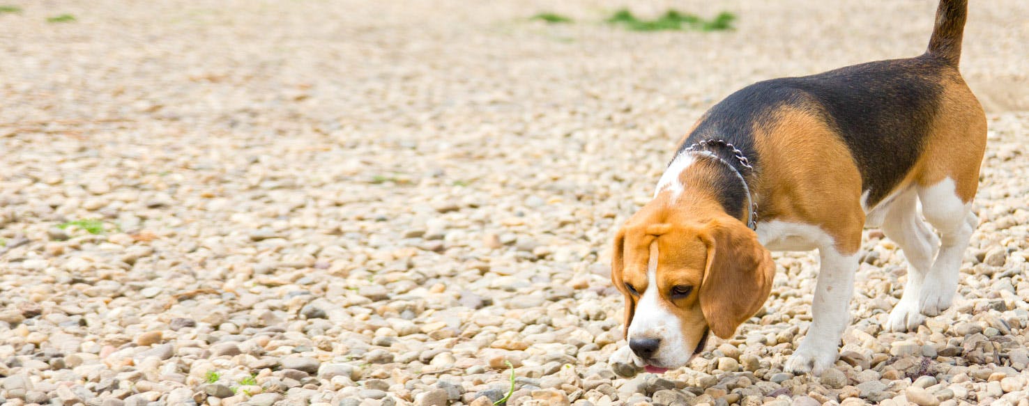 Can Dogs Smell Reptiles?