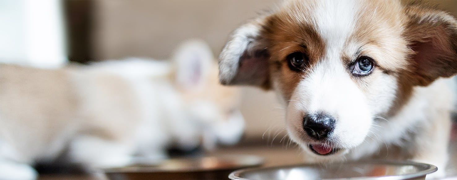 Can Dogs Taste Crumbly Food?