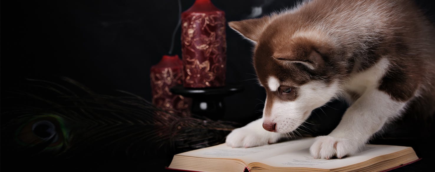 Can Dogs Read?