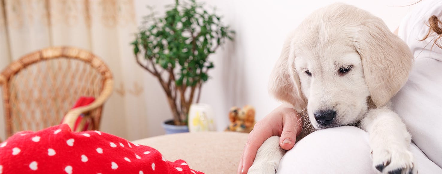 Can Dogs Predict Pregnancy?
