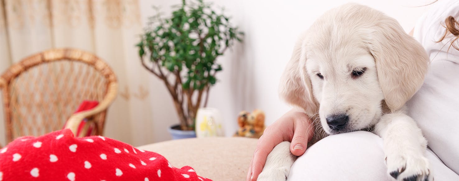 can dogs tell when your pregnant