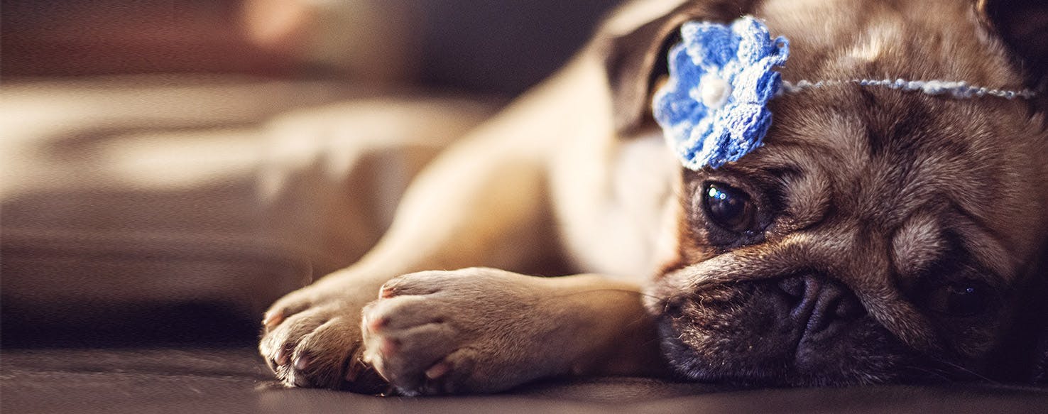 Can Dogs Feel Melancholy?
