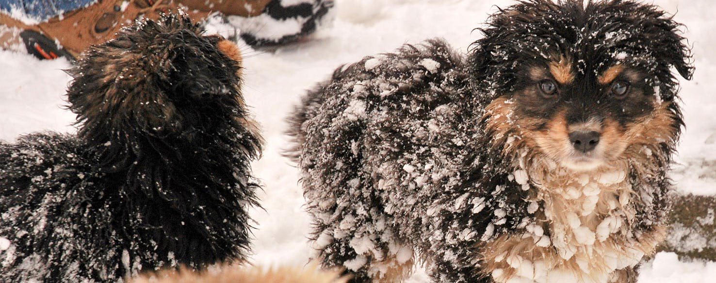 Can Dogs Sense Blizzards?