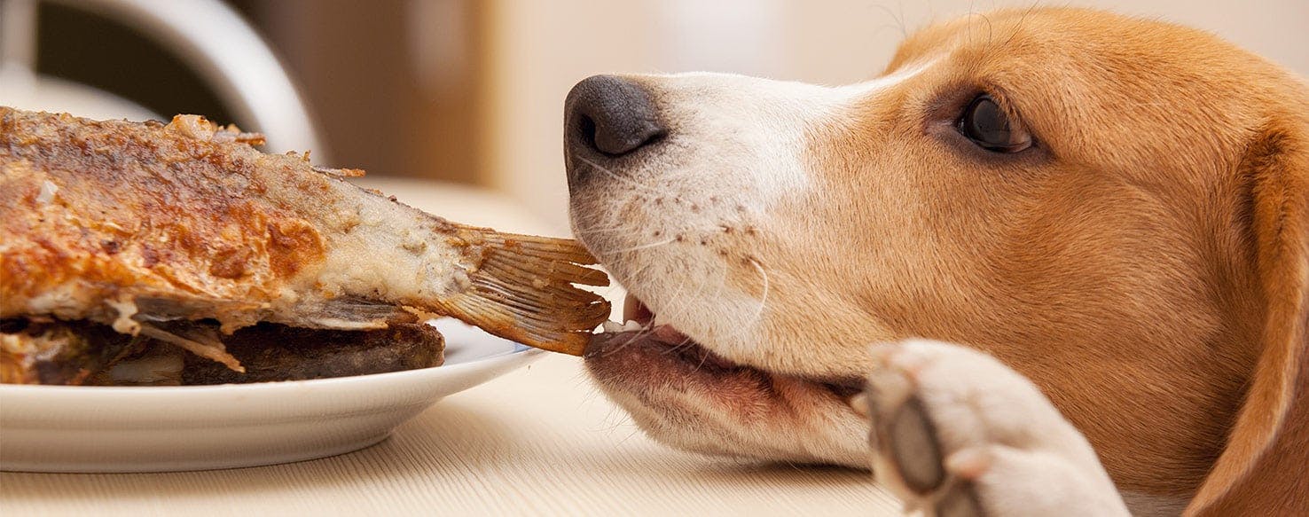 can-dogs-taste-roasted-food-wag