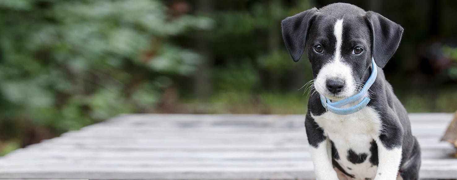 Can Dogs Sense Spiders?