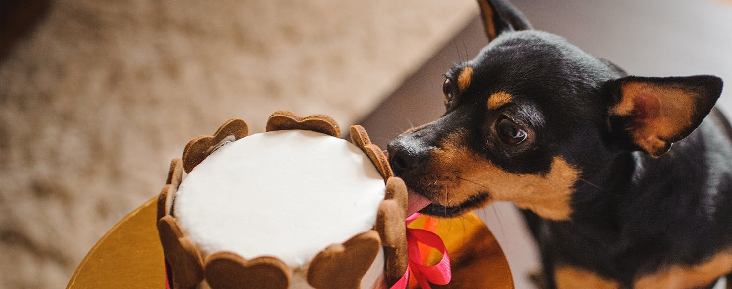 Can Dogs Taste Better than Humans?