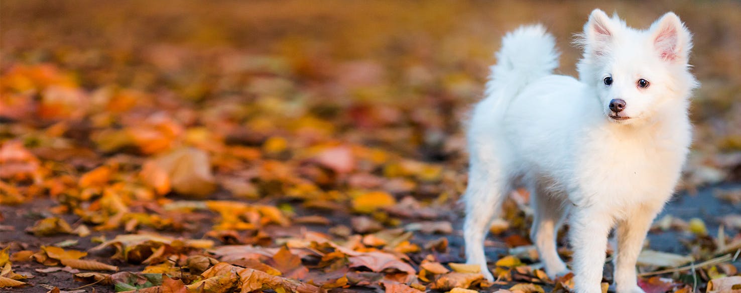 Can Dogs Feel Pride?