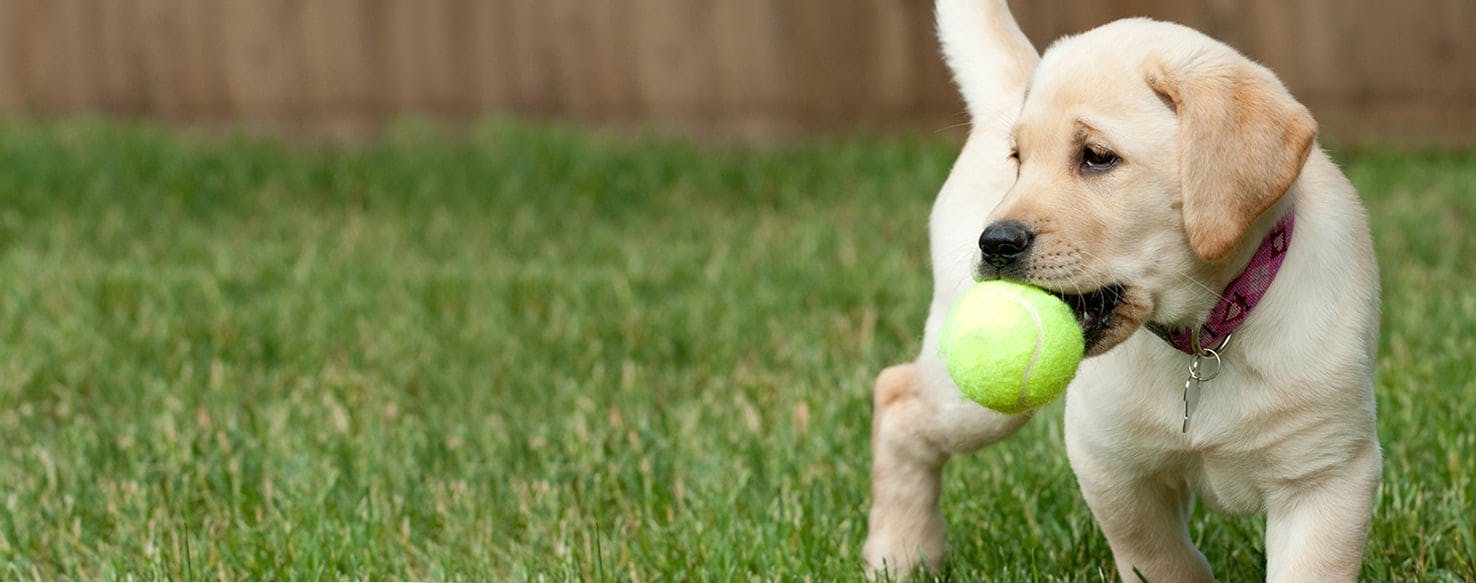 Can Dogs Sense Injury?