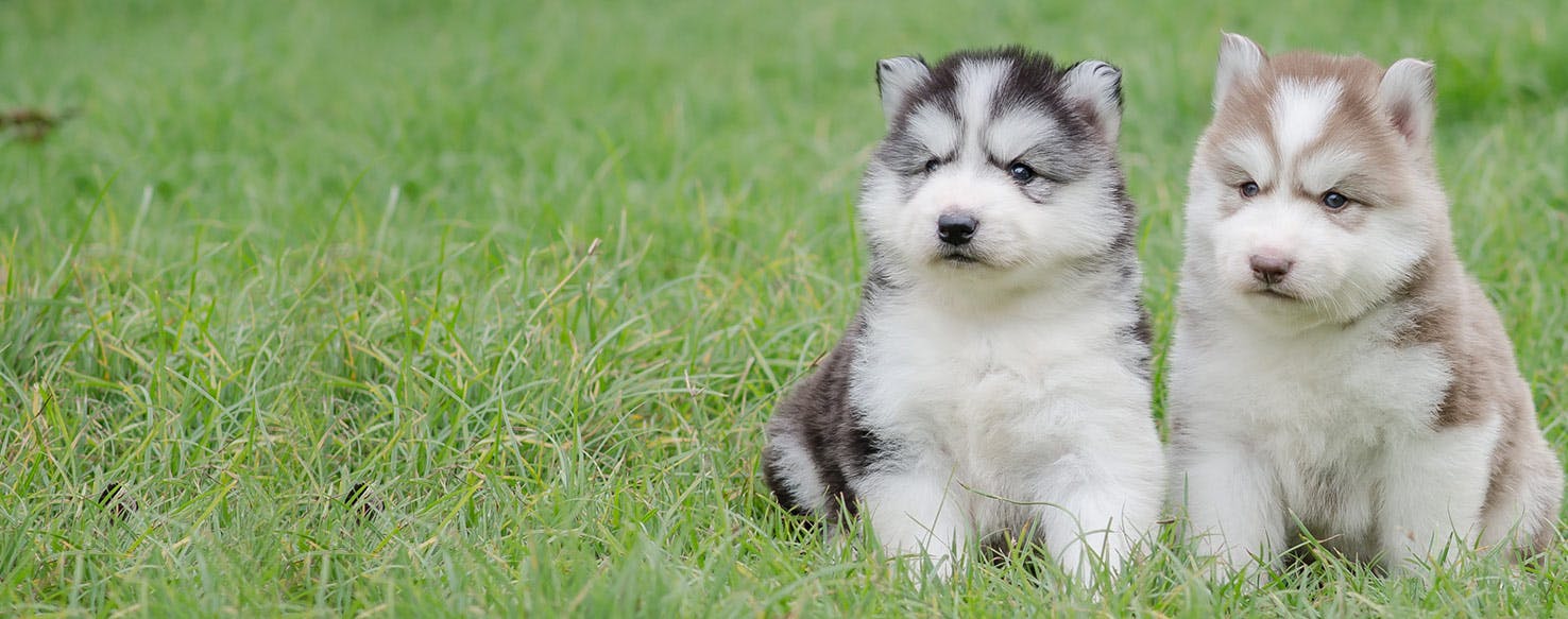 are siberian husky smell