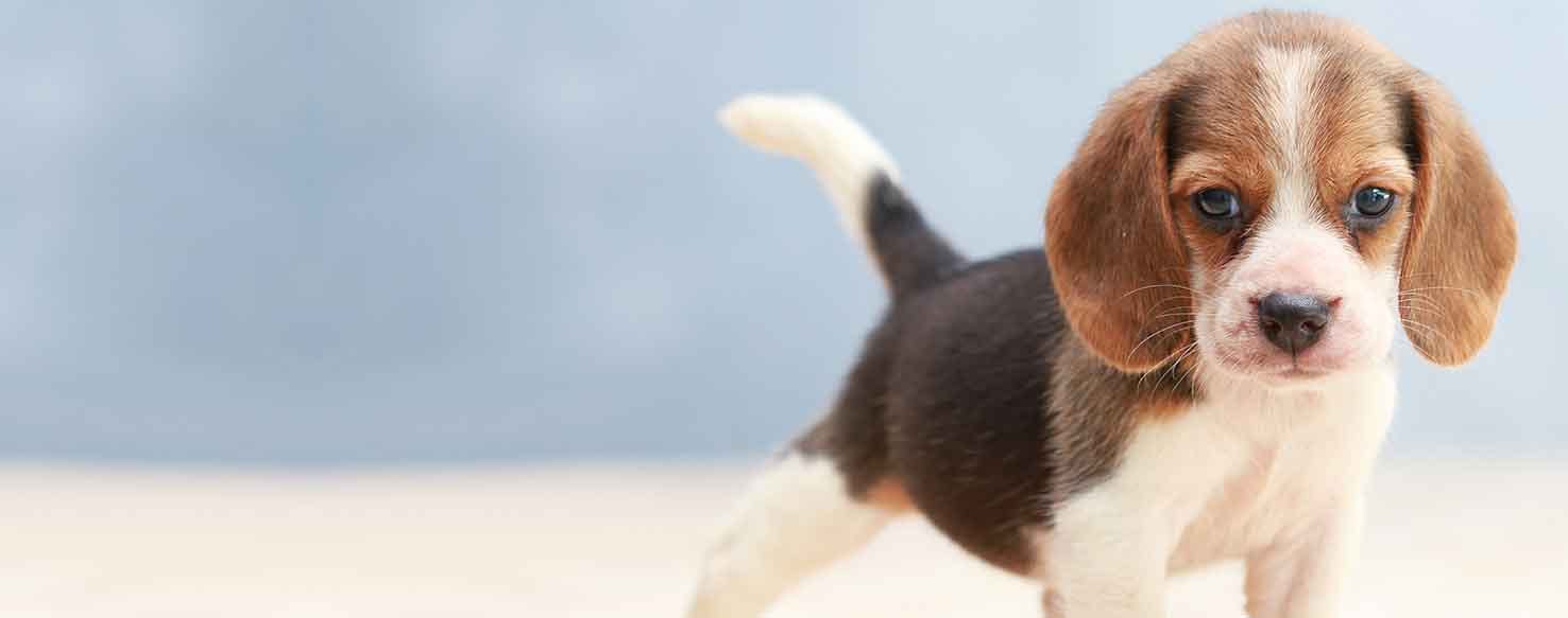 Can Dogs Sense Lightning?