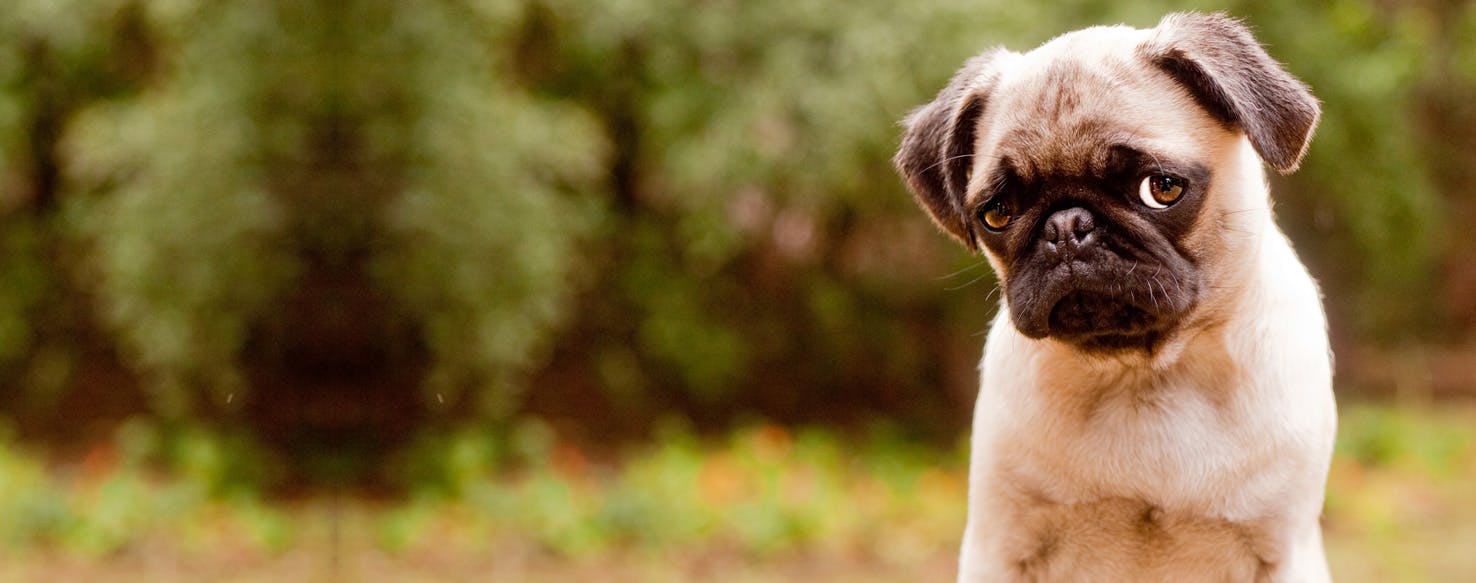 Can Dogs Feel Dejection?