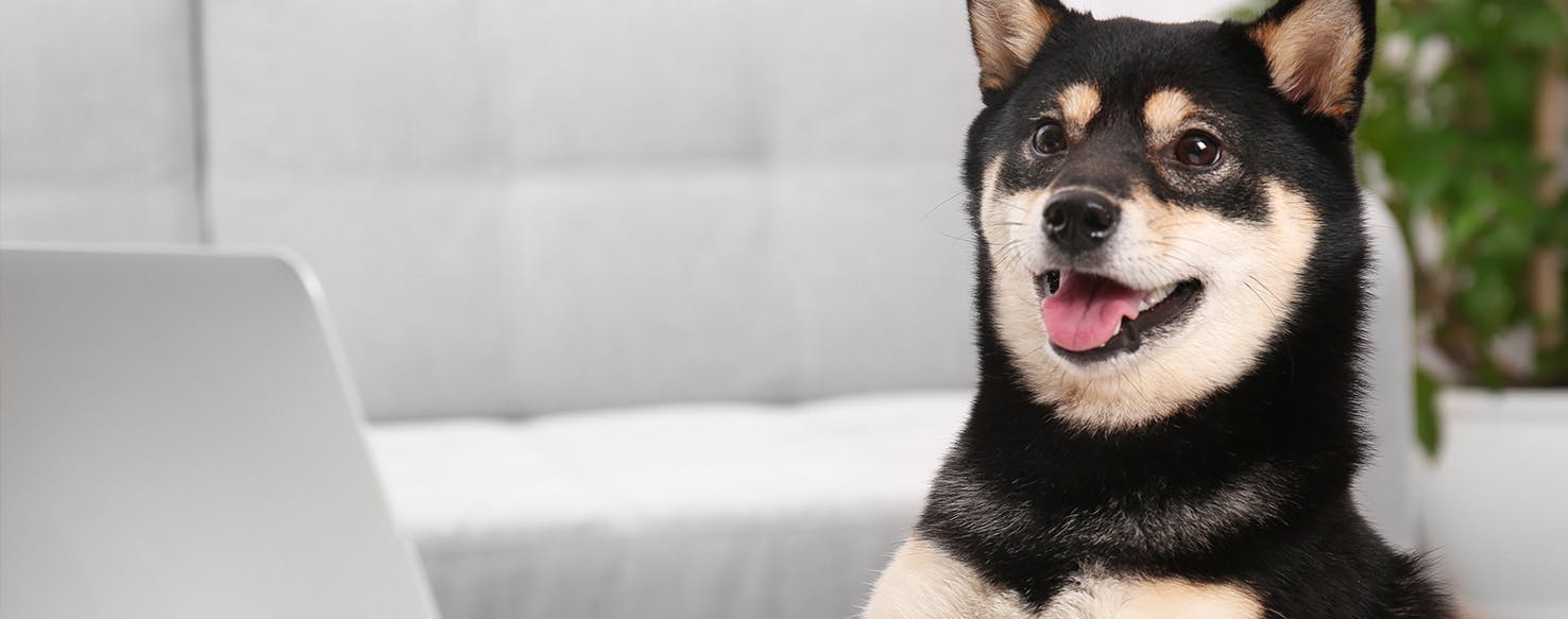 Can Dogs Hear Over Skype?