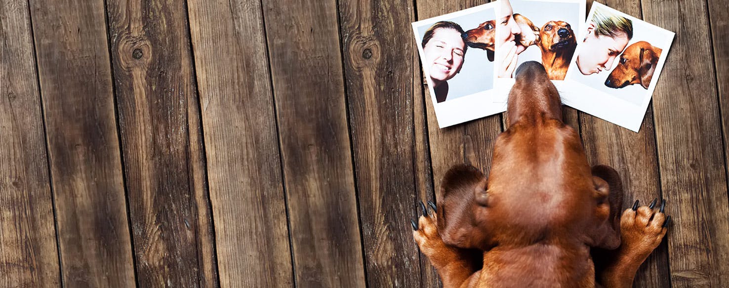 Can Dogs Recognize Their Owners in Pictures?