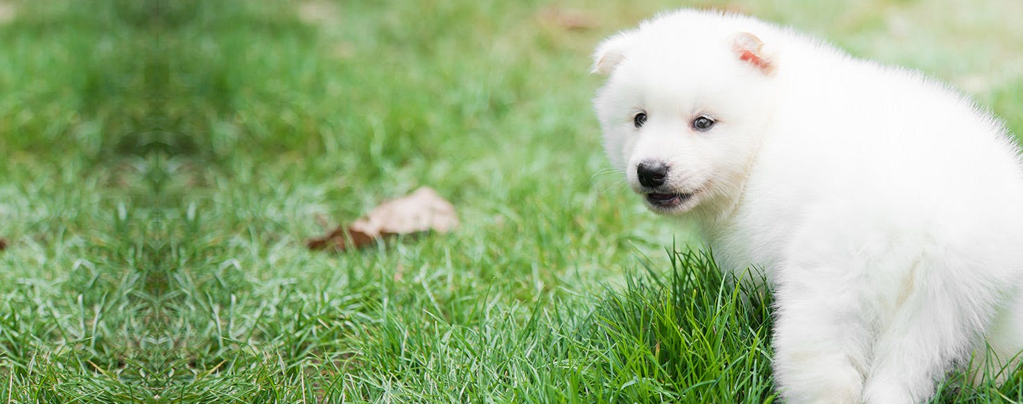 can you pick up a puppy by the scruff of the neck