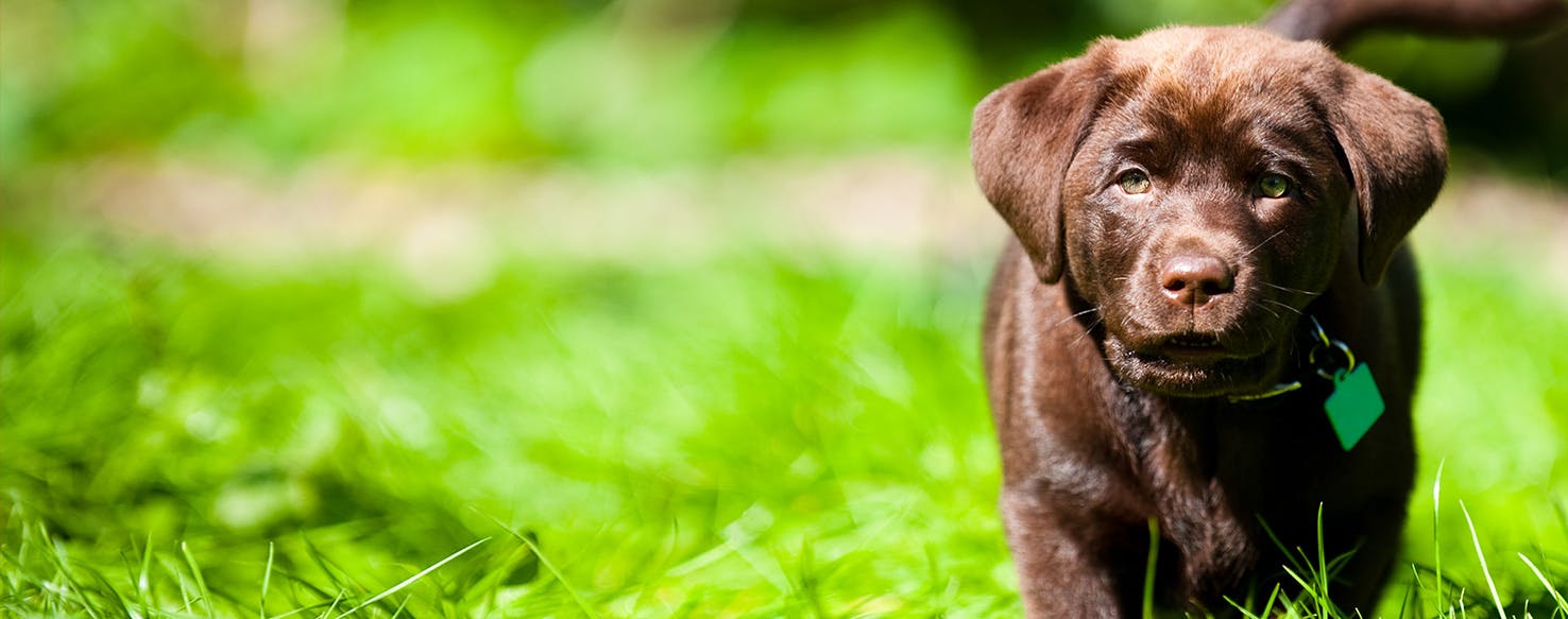 Can Dogs Feel Freedom?