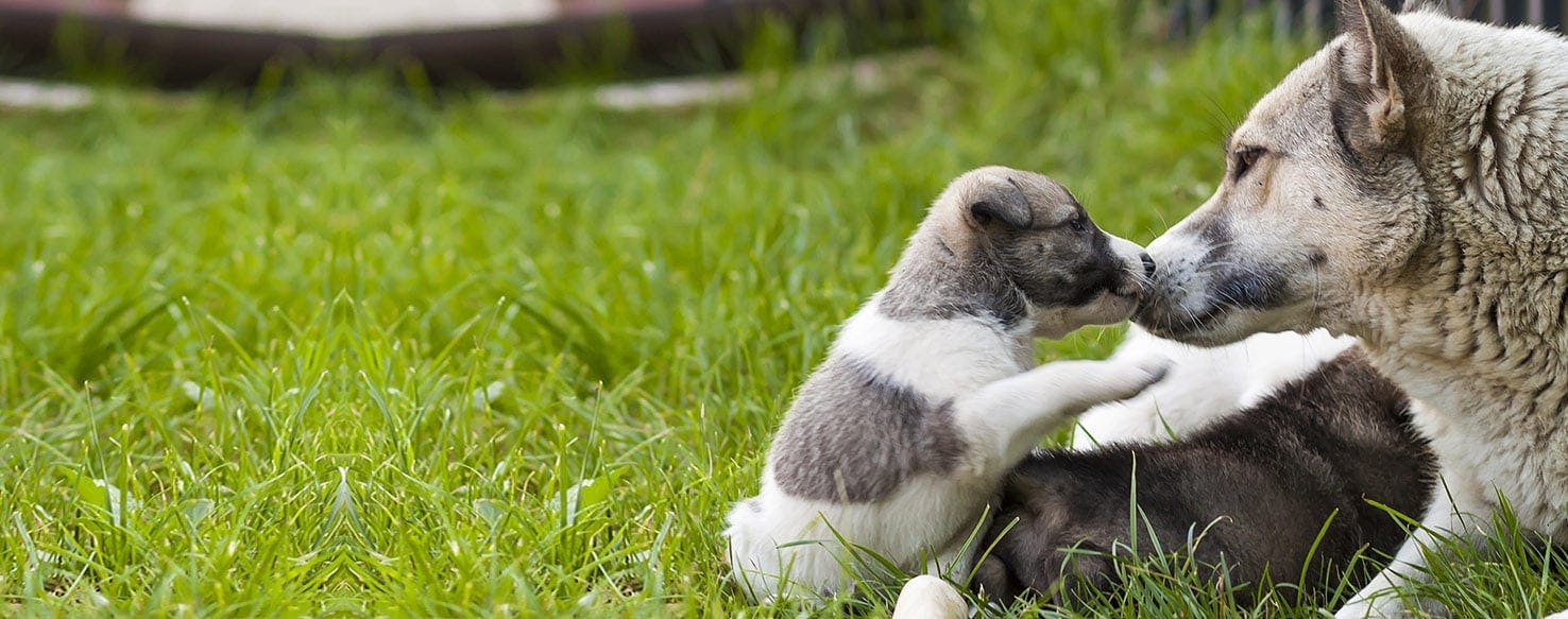 do puppies love their mom