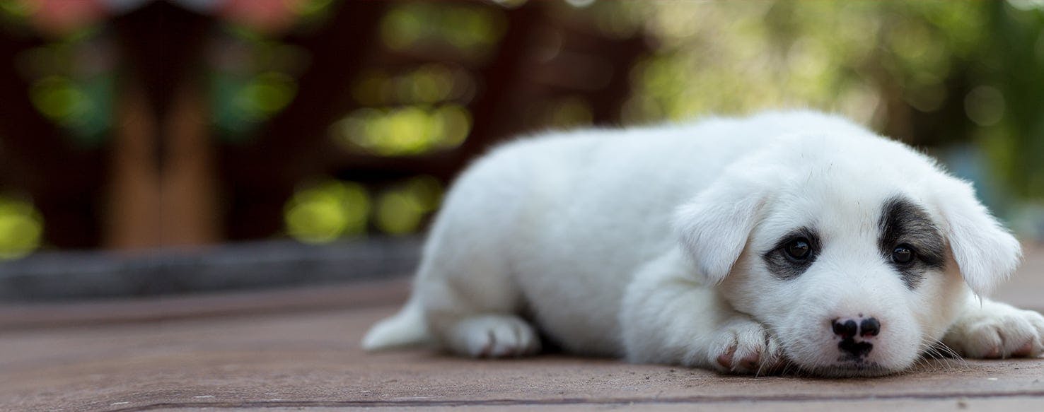 do dogs like the smell of human poop