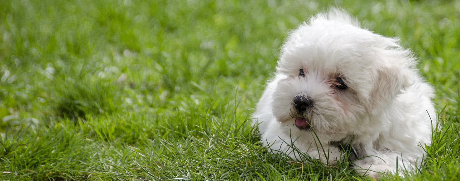 Can Dogs Taste Poop?