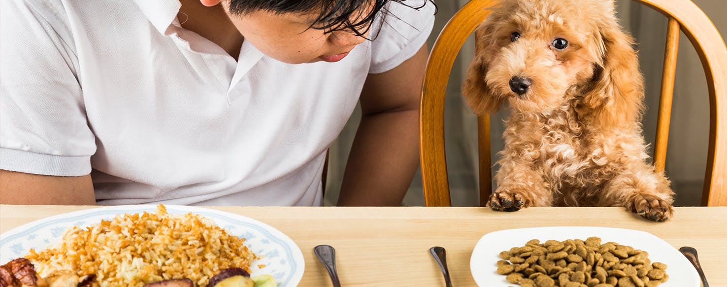 Can dogs clearance have people food