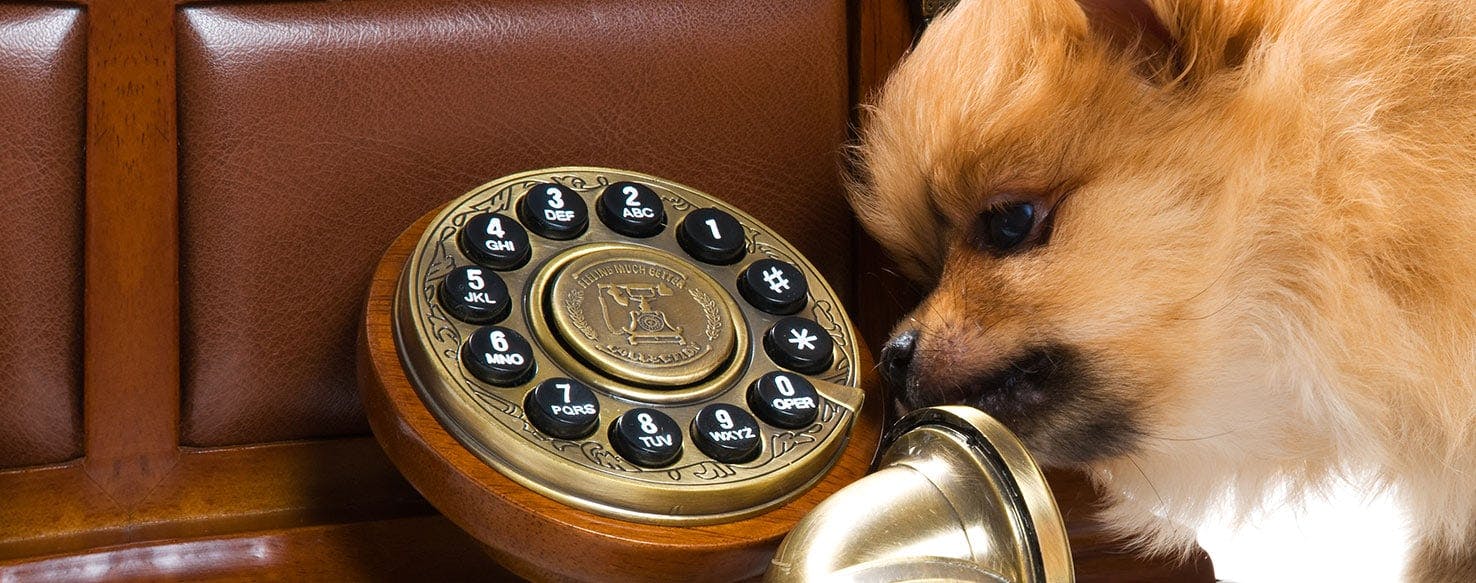 Can Dogs Recognize Voice Over The Phone? - Wag!