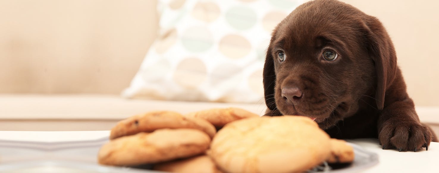 Can Dogs Taste Aged Food?