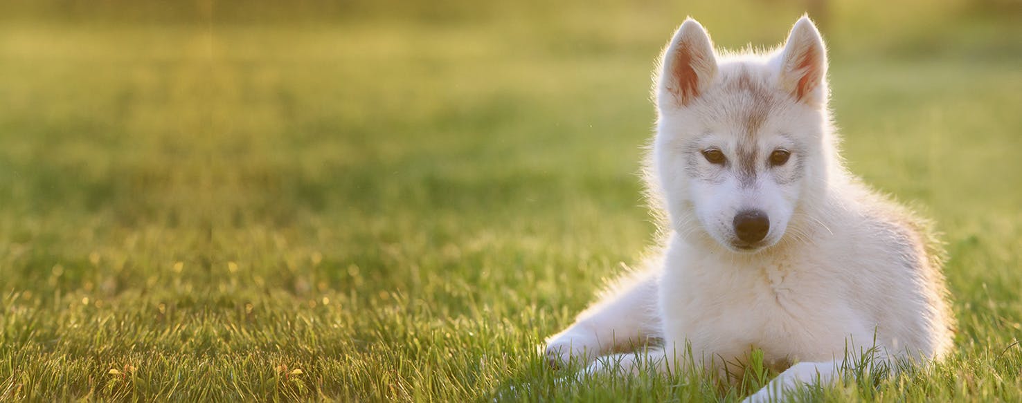 Can Dogs Tell When a Hurricane is Coming?