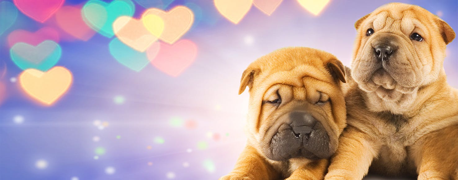 Can Dogs Sense Love?