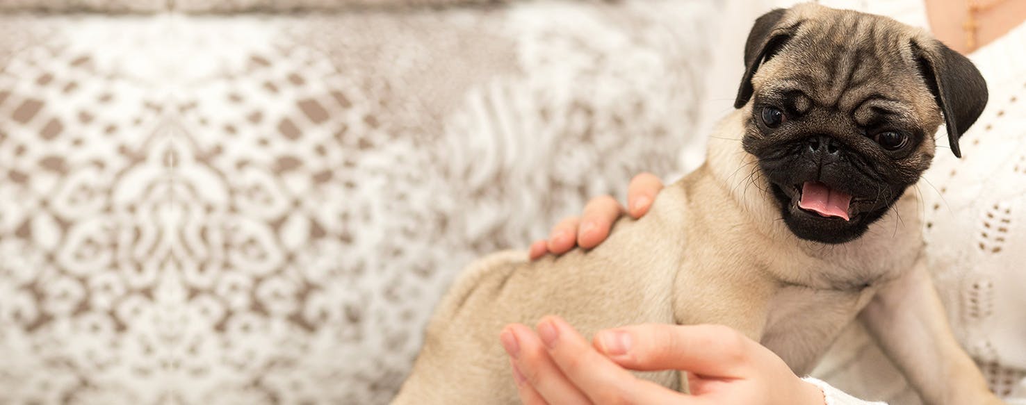 Can Dogs Smell Pot Brownies?