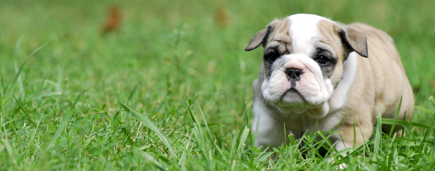 Can Dogs Taste Beet Juice?