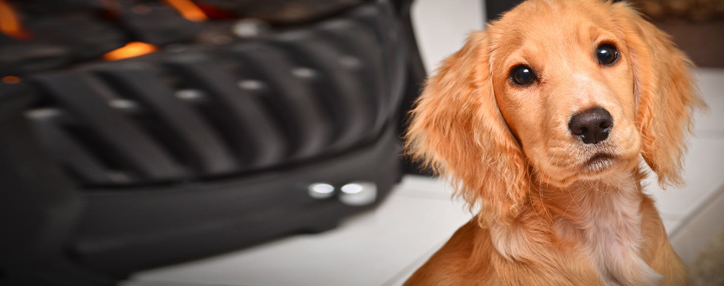 Can Dogs Hear Ultrasonic Cleaners?