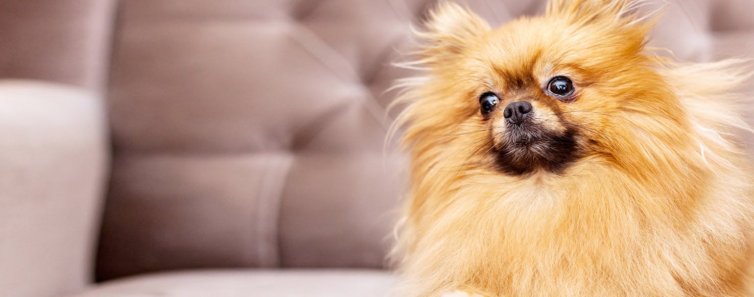 Can Dogs Feel Their Whiskers?