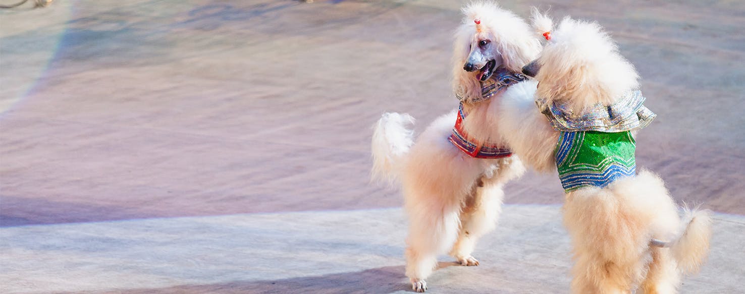 Miami Heat Cheerleader Dog Dress