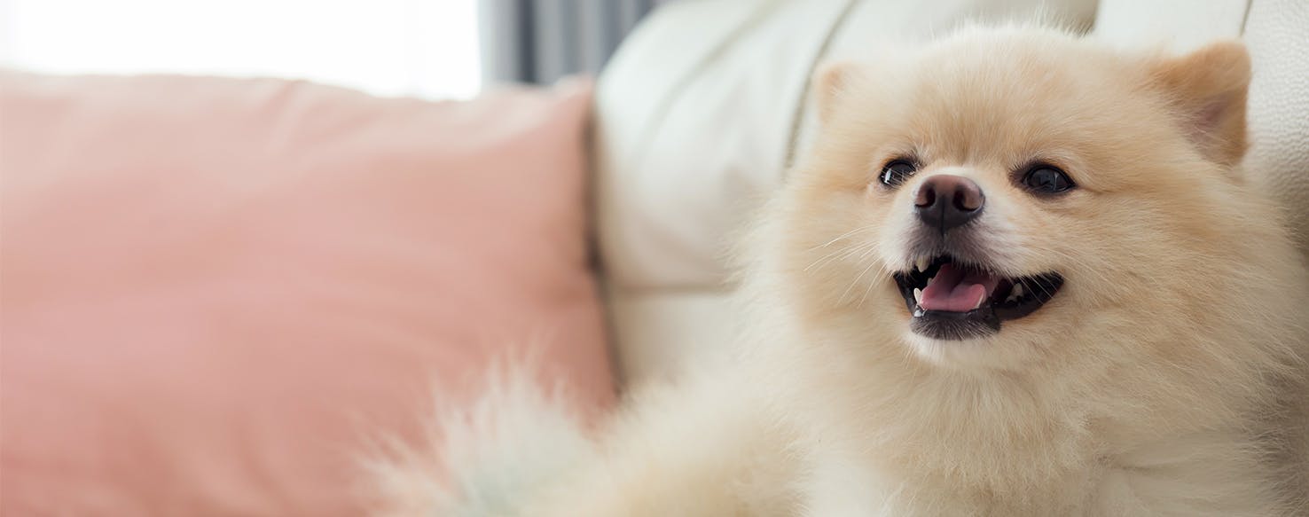 Can Dogs Feel Euphoria?