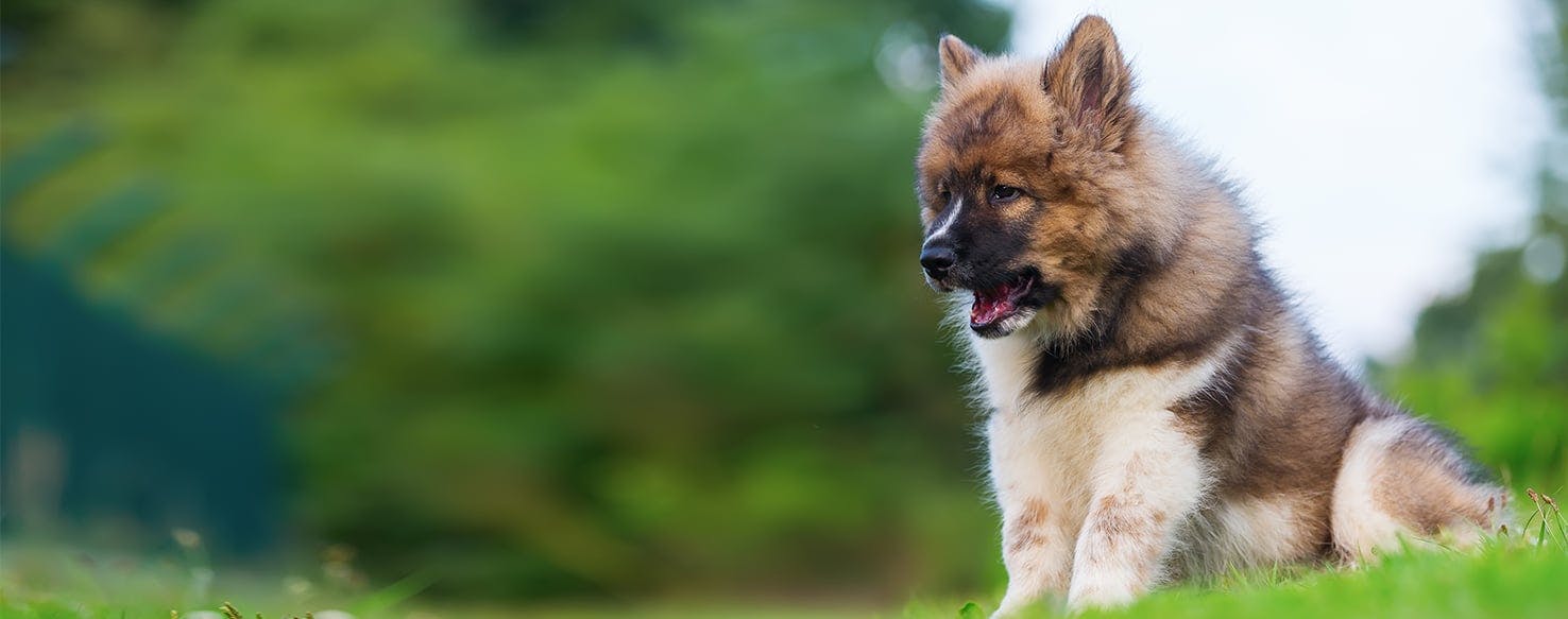 Can a Dog Taste Soda?