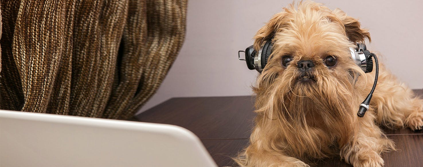 Can Dogs Hear Ultrasonic Humidifiers?