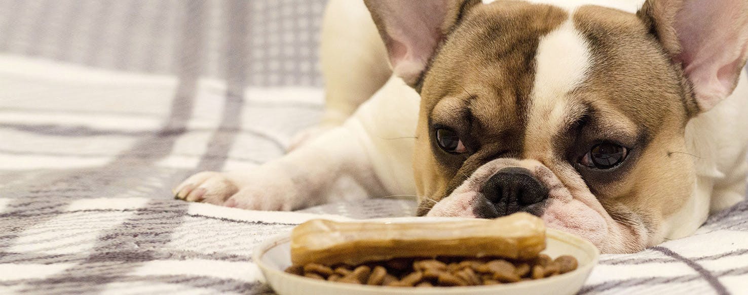 Can Dogs Taste Mild Food?
