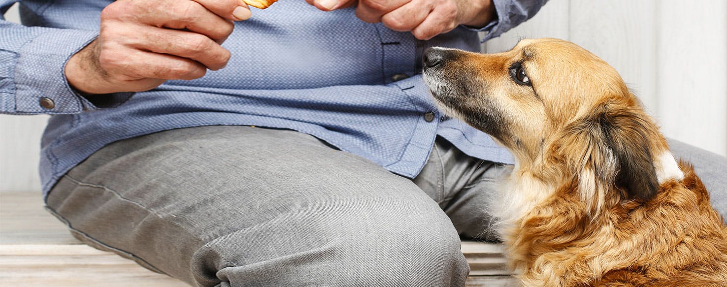 Can Dogs Smell Food in Your Stomach?