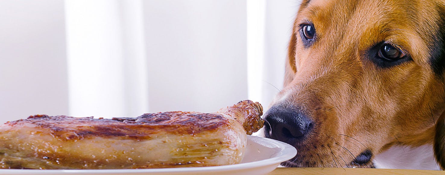 Do dogs 2024 taste food