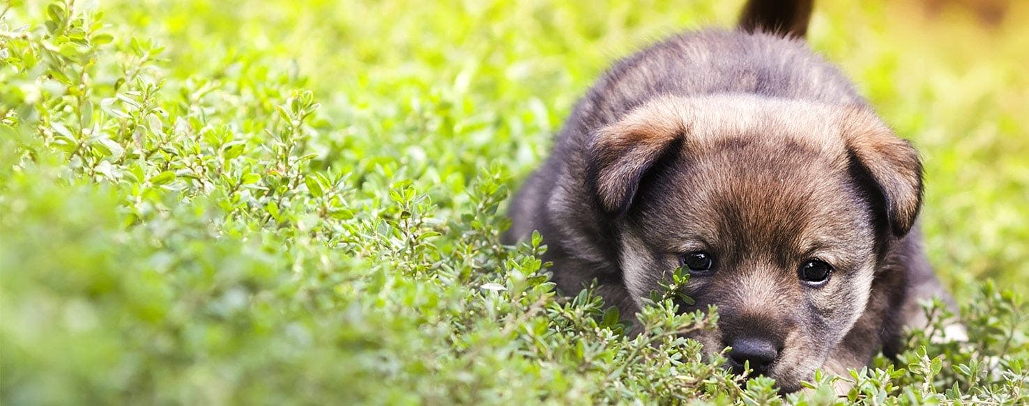 Can Dogs Smell Concentrates?
