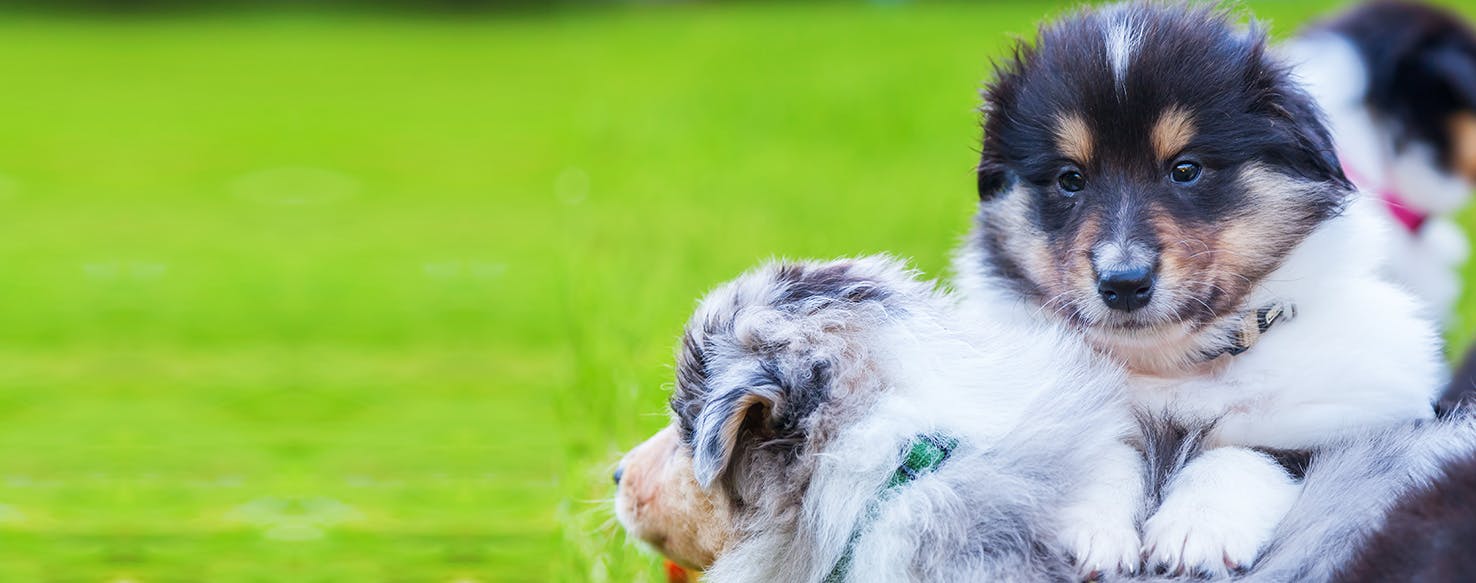 do dogs understand reflections