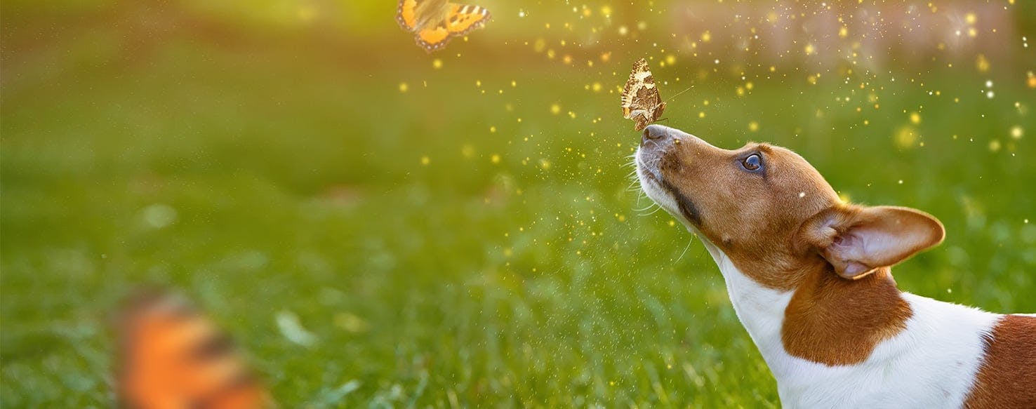 Can Dogs See Fairies?